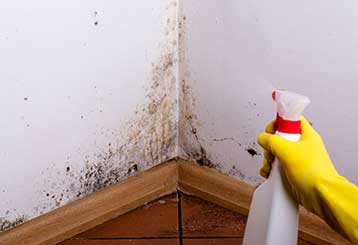 Mold Removal: Safety in Your Kitchen | Santa Clarita CA