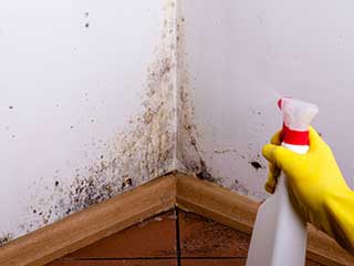 Mold Removal: Safety in Your Kitchen | Santa Clarita