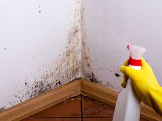 Mold Removal: Safety in Your Kitchen | Santa Clarita CA Mold Removal: Safety in Your Kitchen | Santa Clarita