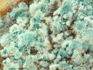 Why Does Mold Keep Coming Back | Santa Clarita Carpet Cleaning Why Does Mold Keep Coming Back | Santa Clarita CA